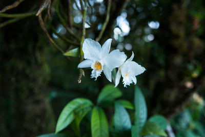 Close-up of white flowering plant