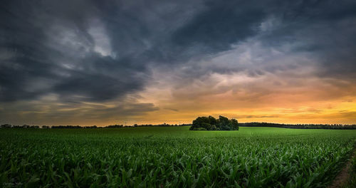 Scenic view of agricultural field against sky during sunset