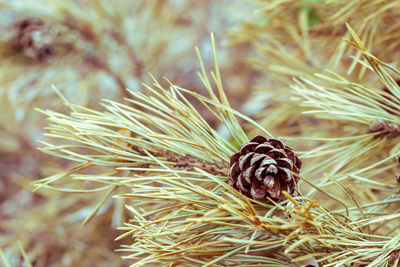 Close-up of pine cone on field