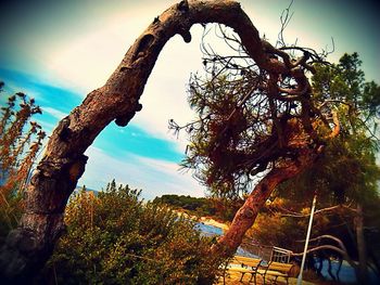 Trees against sky