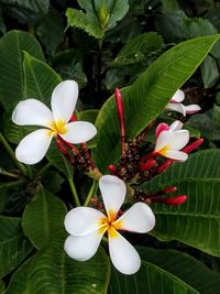 Close-up of white flowering plant