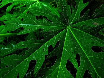 Full frame shot of wet leaves