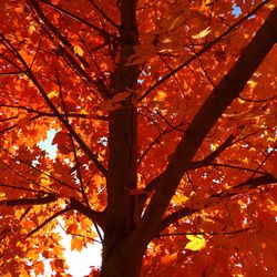 Low angle view of tree against sky during autumn