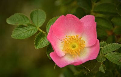 Close-up of pink flower with leaves