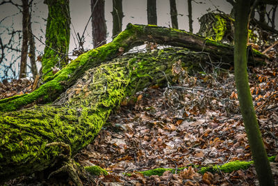 Close-up of moss growing on tree trunk