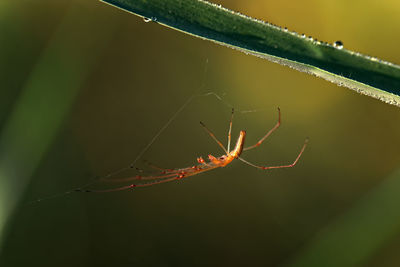 Close-up of spider on web