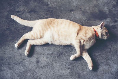 High angle view of cat lying on footpath