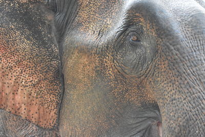 Close-up of elephant