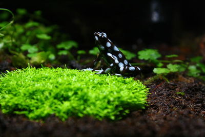 Close-up of lizard on land