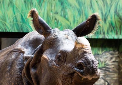 Close-up portrait of a turtle