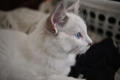 Close-up of a cat looking away