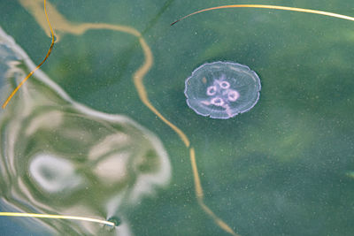 View of jellyfish swimming in sea