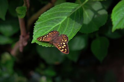 Close-up of butterfly on leaf