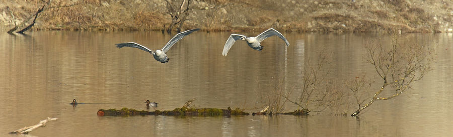 Birds flying over lake