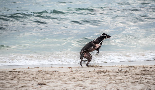 Dog running on beach