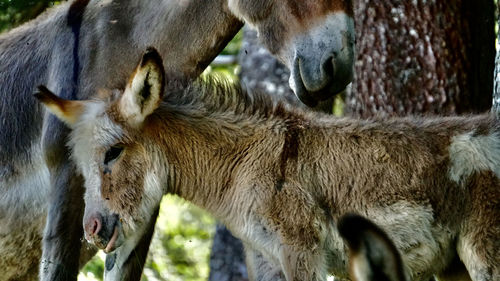 Close-up of two donkeys