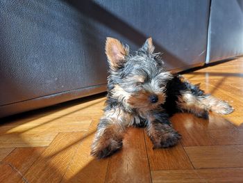 High angle portrait of a dog on hardwood floor