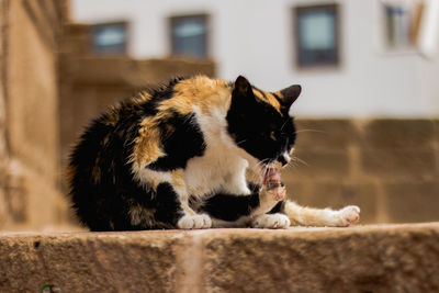 Cat relaxing outdoors