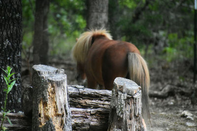 Wooden post in a forest