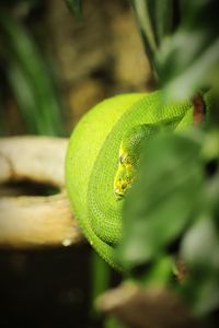 Close-up of green lizard on leaf