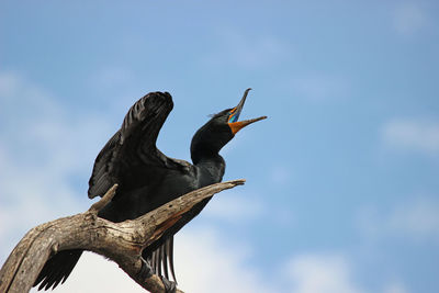 Low angle view of bird perching