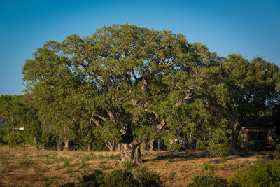 Trees on field against sky