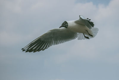 Low angle view of seagull flying