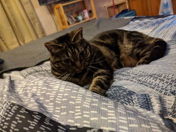 Close-up portrait of cat relaxing on bed at home