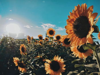 Close-up of sunflower against sky