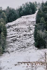 Trees growing on field during winter