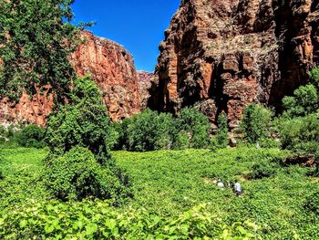 Plants and rocks on field against sky