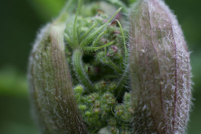 Close-up of plant