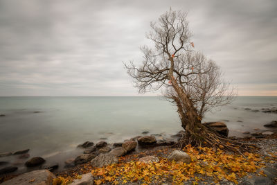 Bare tree by sea against sky