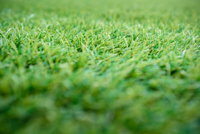 Detail shot of grass