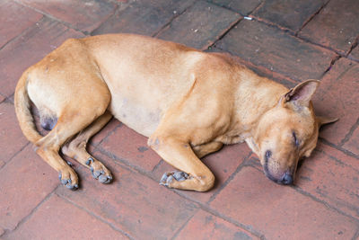 High angle view of dog sleeping on footpath