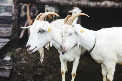 Goats in a field