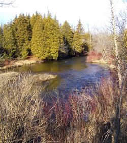 Scenic view of river in forest against sky