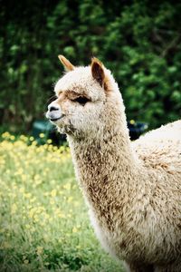 Close-up of alpaca on field