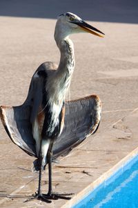 Close-up of gray heron perching on floor