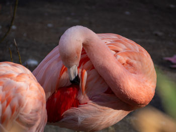 Close-up of flamingo