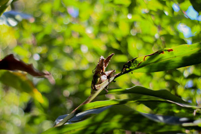 Close-up of insect on plant