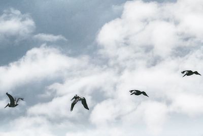 Low angle view of birds flying in sky