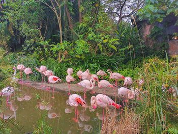 High angle view of birds in lake