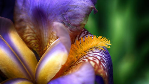 Close-up of flower against blurred background