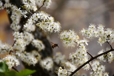 Close-up of white cherry blossoms