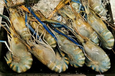 High angle view of fish for sale