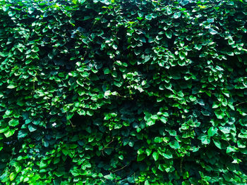 Full frame shot of ivy growing on tree