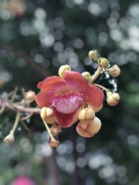 Close-up of pink flowering plant