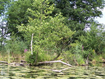 Scenic view of lake in forest