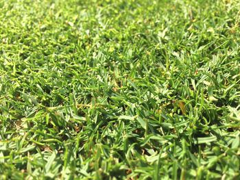 Full frame shot of green plants on field